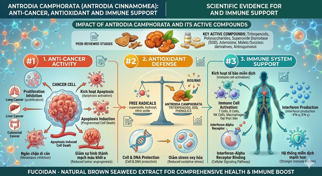 Antrodia camphorata: Scientific Evidence for Anti-Cancer, Antioxidant and Immune Support