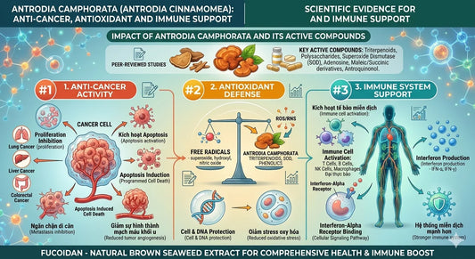 Antrodia camphorata: Scientific Evidence for Anti-Cancer, Antioxidant and Immune Support