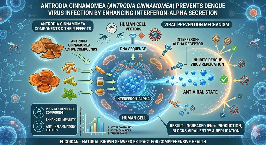 Antrodia cinnamomea prevents dengue virus infection through enhancing Interferon-Alpha secretion