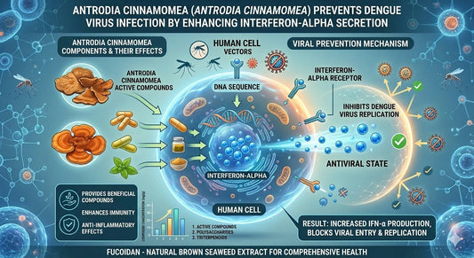Antrodia cinnamomea prevents dengue virus infection through enhancing Interferon-Alpha secretion