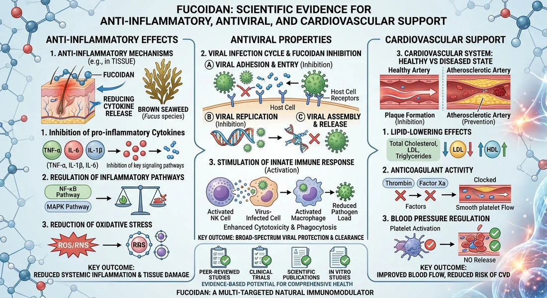 Fucoidan: Scientific Evidence for Anti-Inflammatory, Antiviral, and Cardiovascular Support