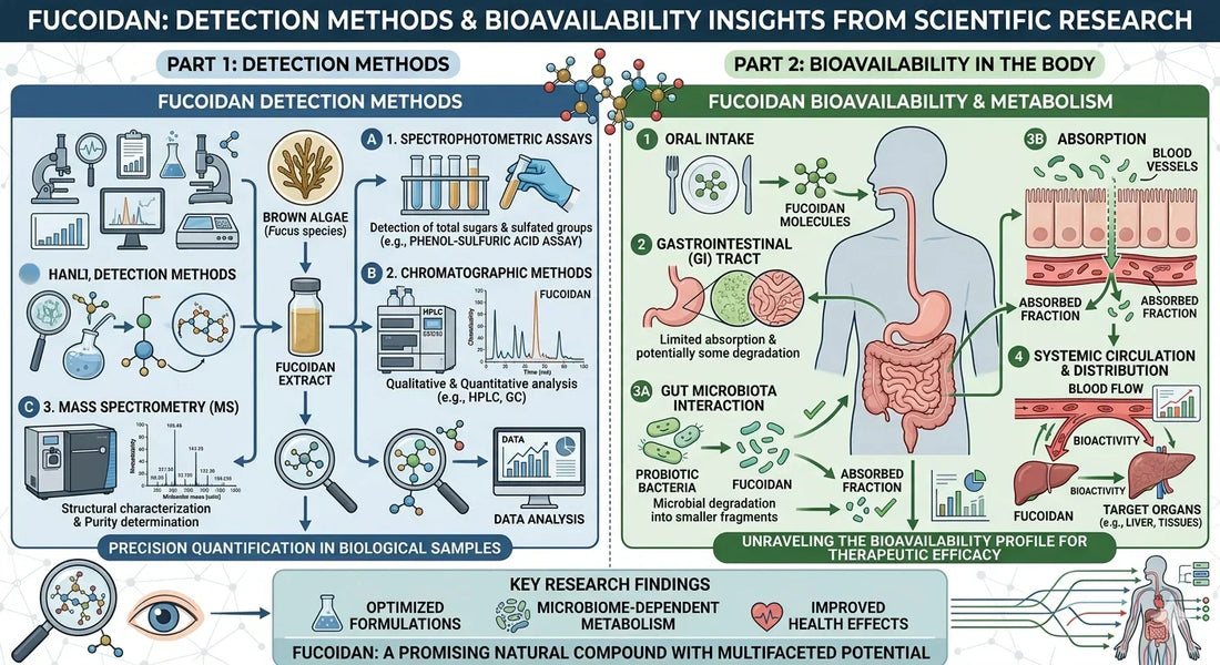 Fucoidan Detection and Bioavailability: Insights from Scientific Research