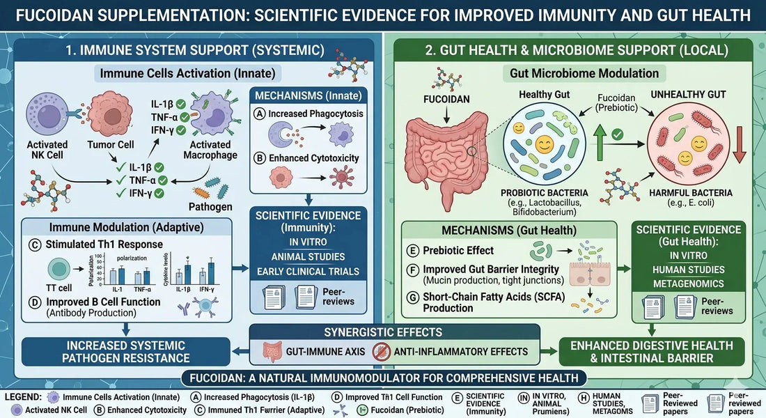 Fucoidan Supplementation Improves Immunity and Gut Health: Scientific Evidence