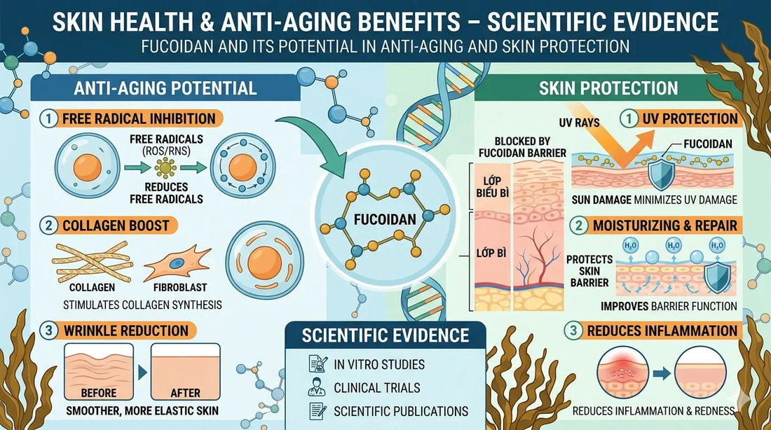 Fucoidan and Its Potential in Anti-Aging and Skin Protection – Scientific Evidence