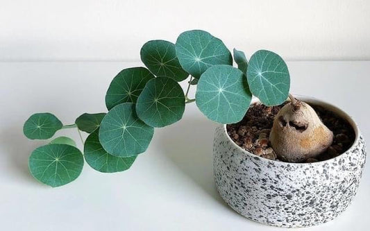 Stephania rotunda: A Promising Medicinal Plant from Southeast Asia