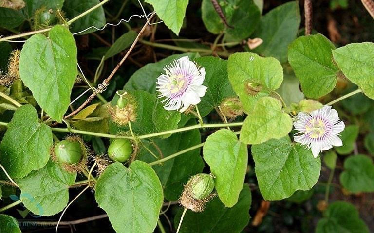 Passiflora foetida (Wild Passionflower): Benefits, Uses, and Scientific Insights