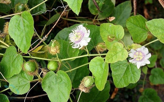Passiflora foetida (Wild Passionflower): Benefits, Uses, and Scientific Insights