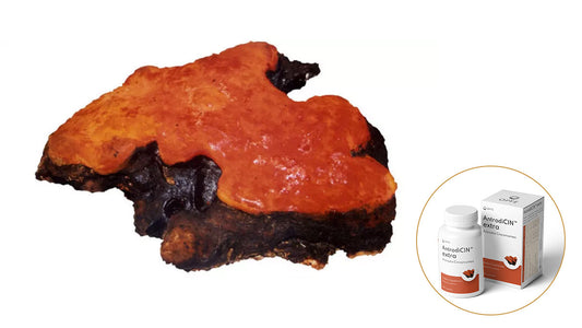 Antrodia CinnamomeaAntrodia Cinnamomea (Antrodia Camphorata): A Powerful Medicinal Mushroom from Taiwan
