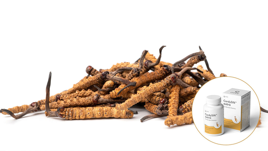 Cordyceps Sinensis: A Powerful Medicinal Mushroom for Immunity and Longevity