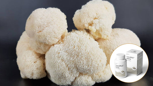 Lion’s Mane Mushroom for Brain Health: Memory, Focus, and Nerve Support