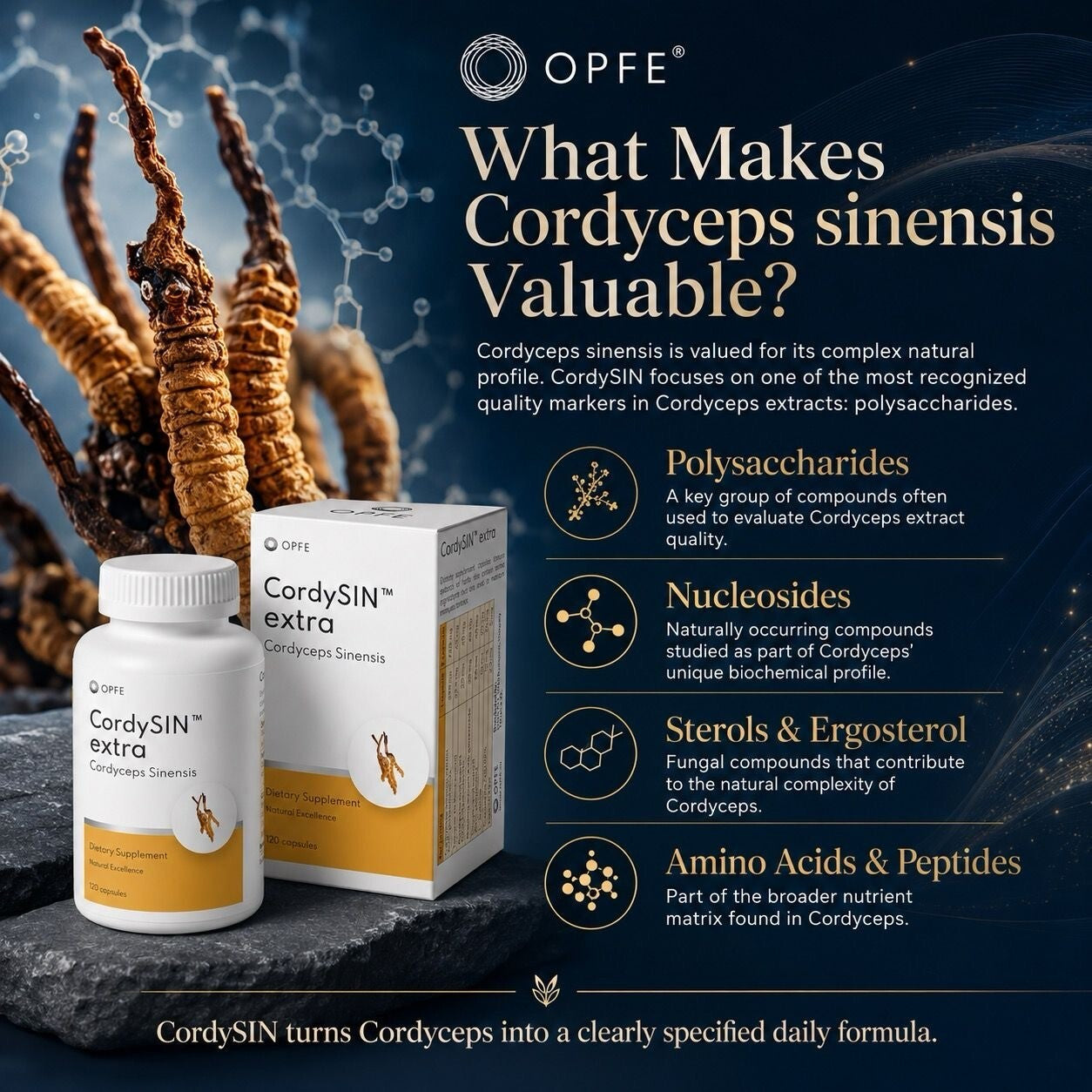 CordySIN extra, Cordyceps Sinensis (OPFE étrend-kiegészítő)